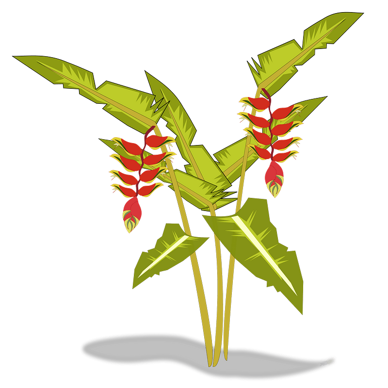 Heliconia