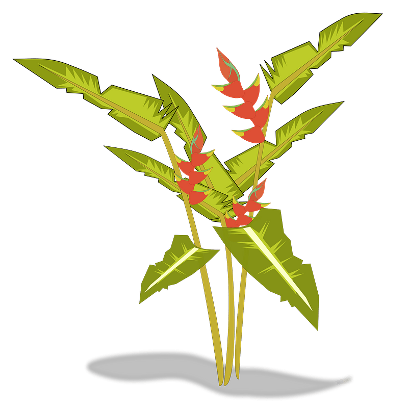 Heliconia