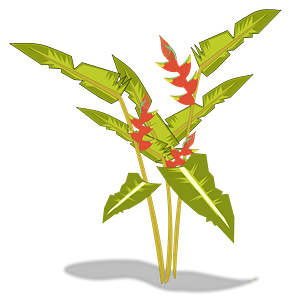 Heliconia