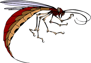 Hornet