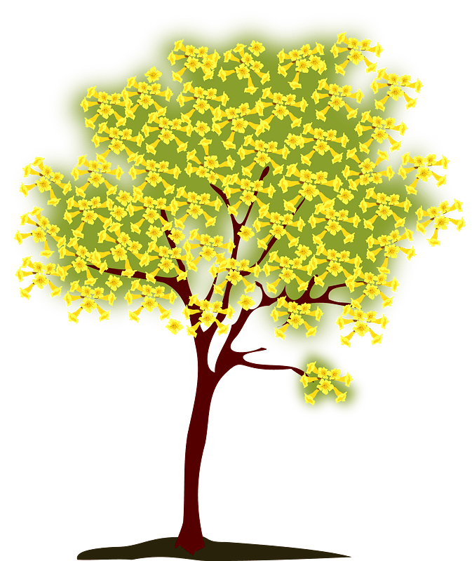 Yellow Ipe Tree