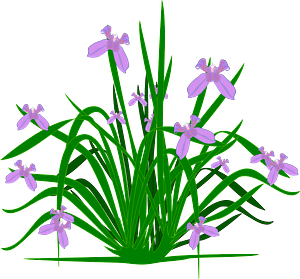 Purple Irises on the Stem