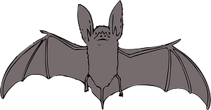 Gray Bat with Outstretched Wings