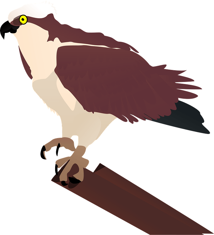 Osprey