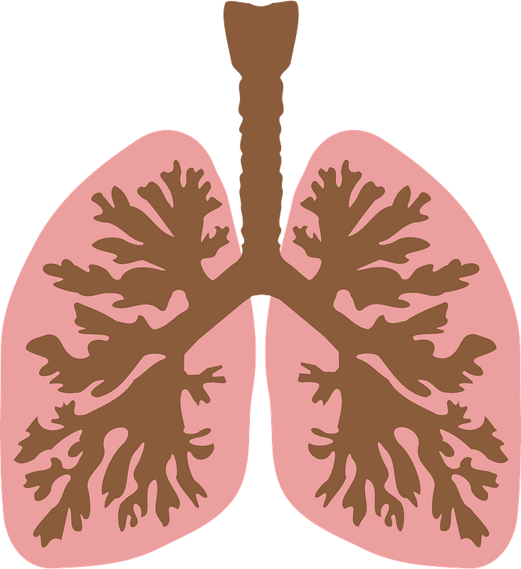 Lungs and Bronchus