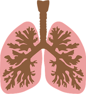 Lungs and Bronchus