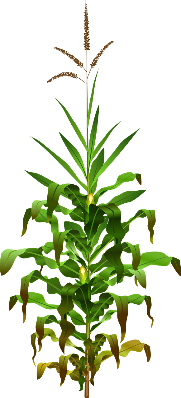 玉米植株