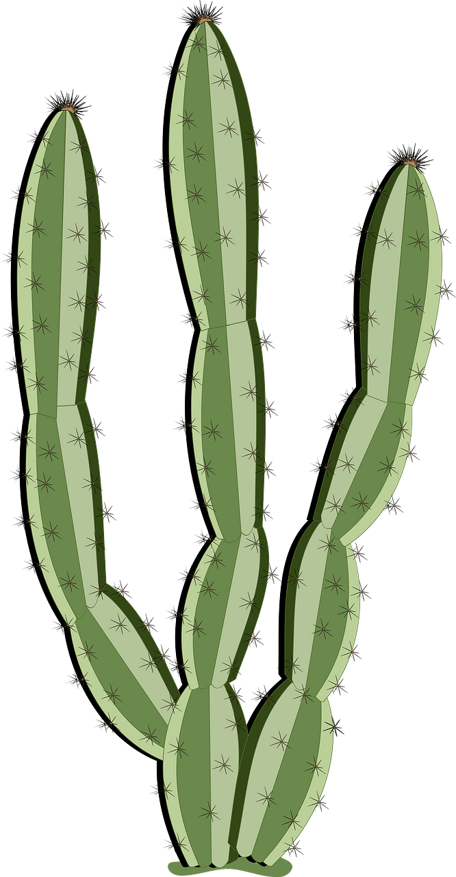 선인장