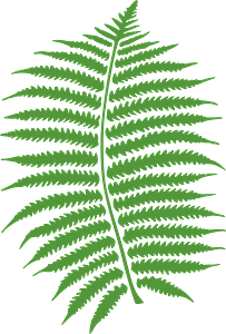 Fern