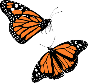 Monarch butterflies