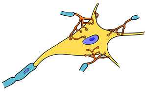 Neurone