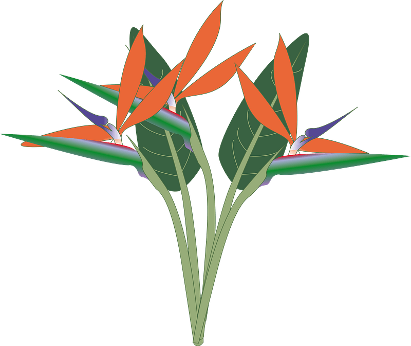 Orange Birds of Paradise Flowers