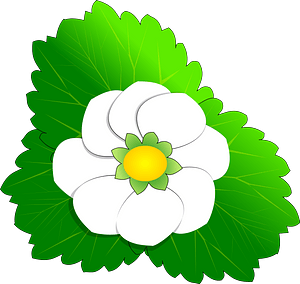 White Strawberry Flower