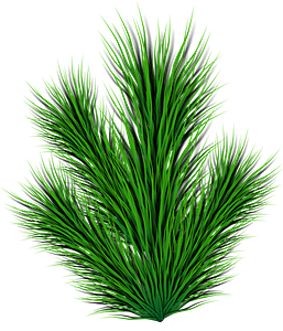 Pine Branch