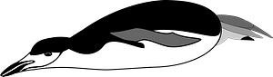 Black and White Penguin Sliding