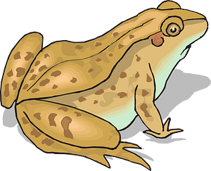 Frog