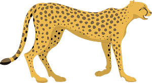 Cheetah
