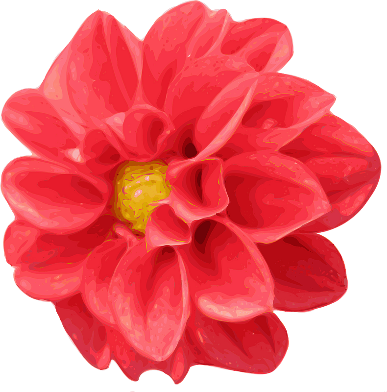 Chrysanthemum