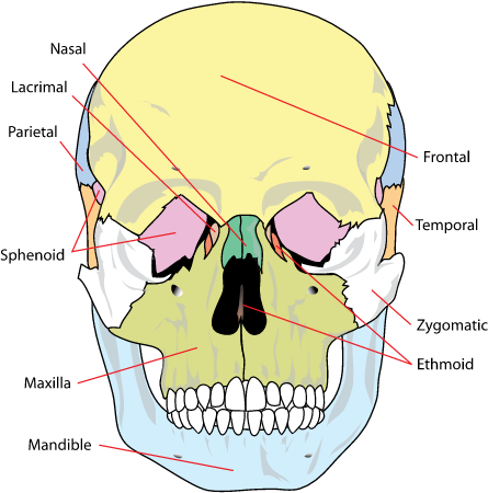 Front bones of skull