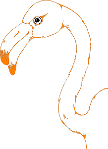 Head