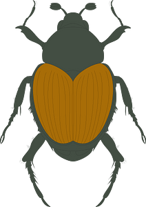 Brown Beetle