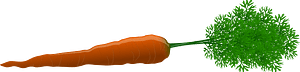 Carrot