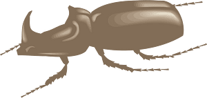 Brown beetle