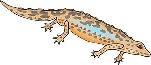 Salamander