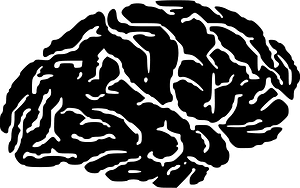 Brain