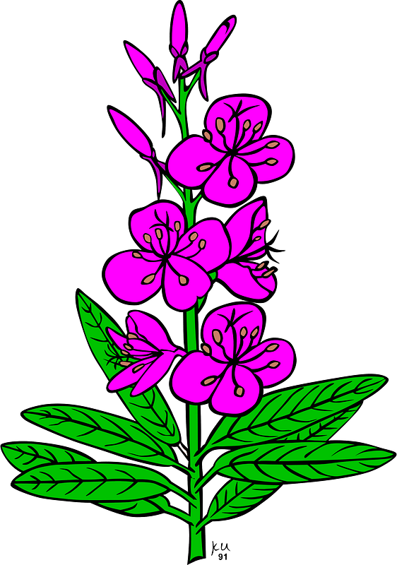 花卉