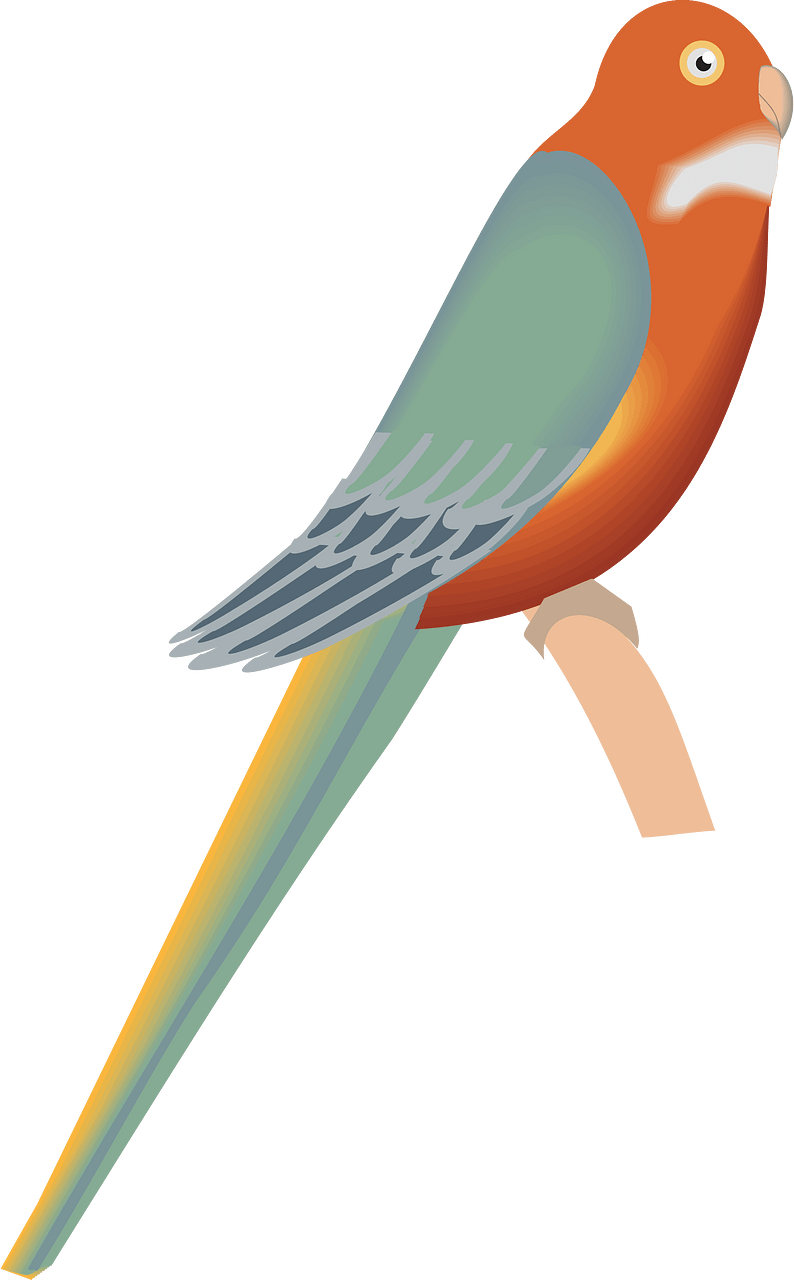 鳥