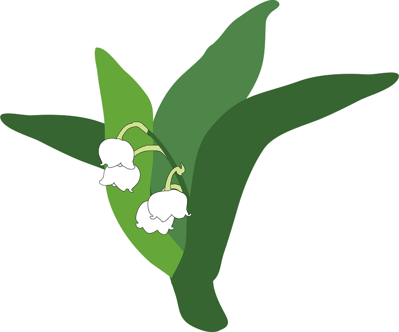 Lily of the valley
