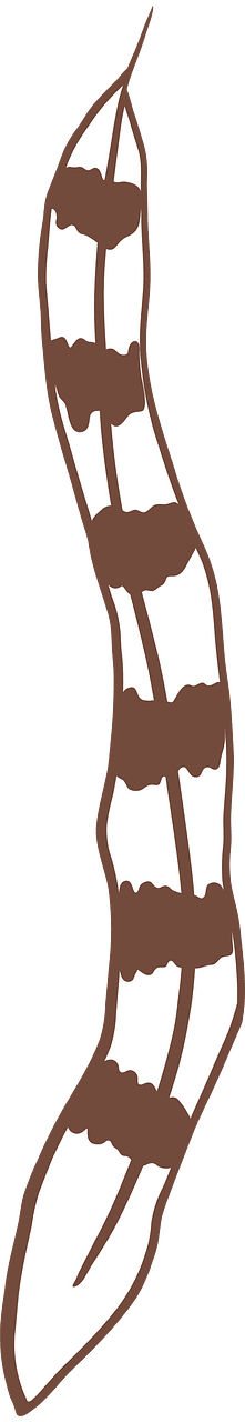 Plumelet