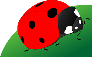 Ladybug