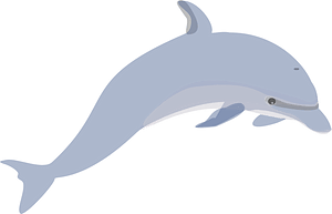 Dolphin