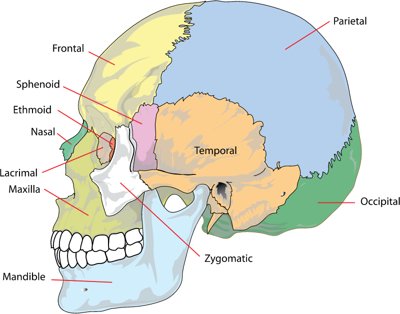 Side bones of skull