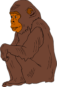 Chimp