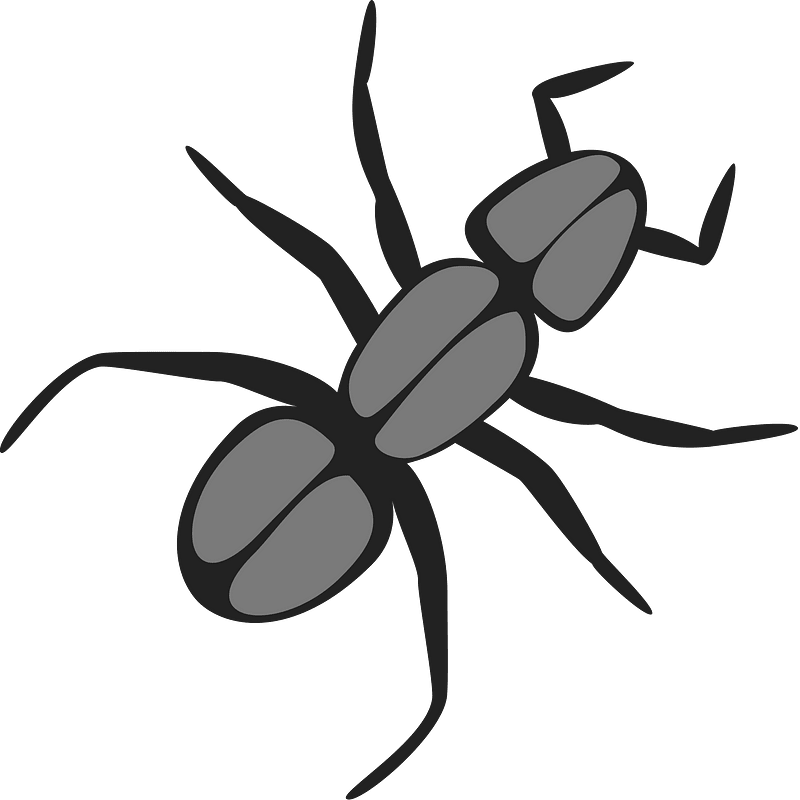 Ant