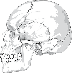 Skull