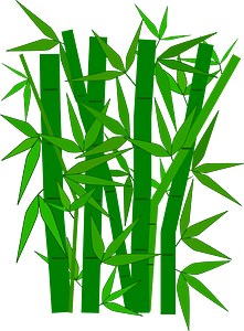 Bamboo