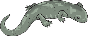 Salamander