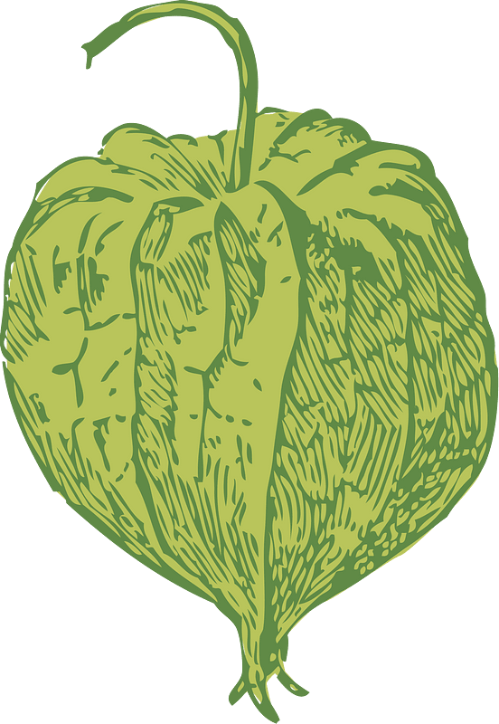 Clammy ground cherry
