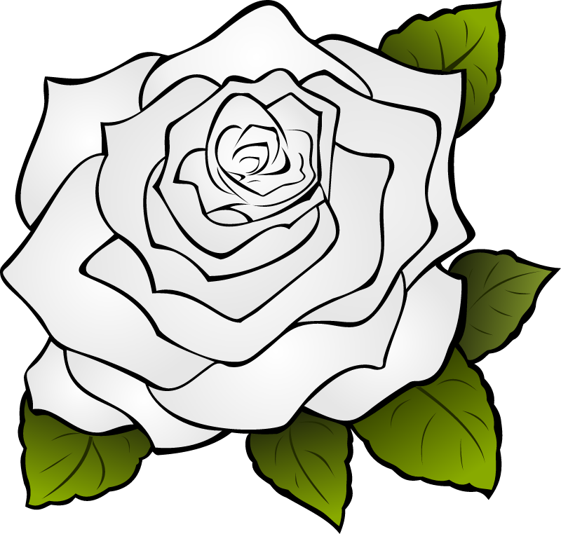 White Rose