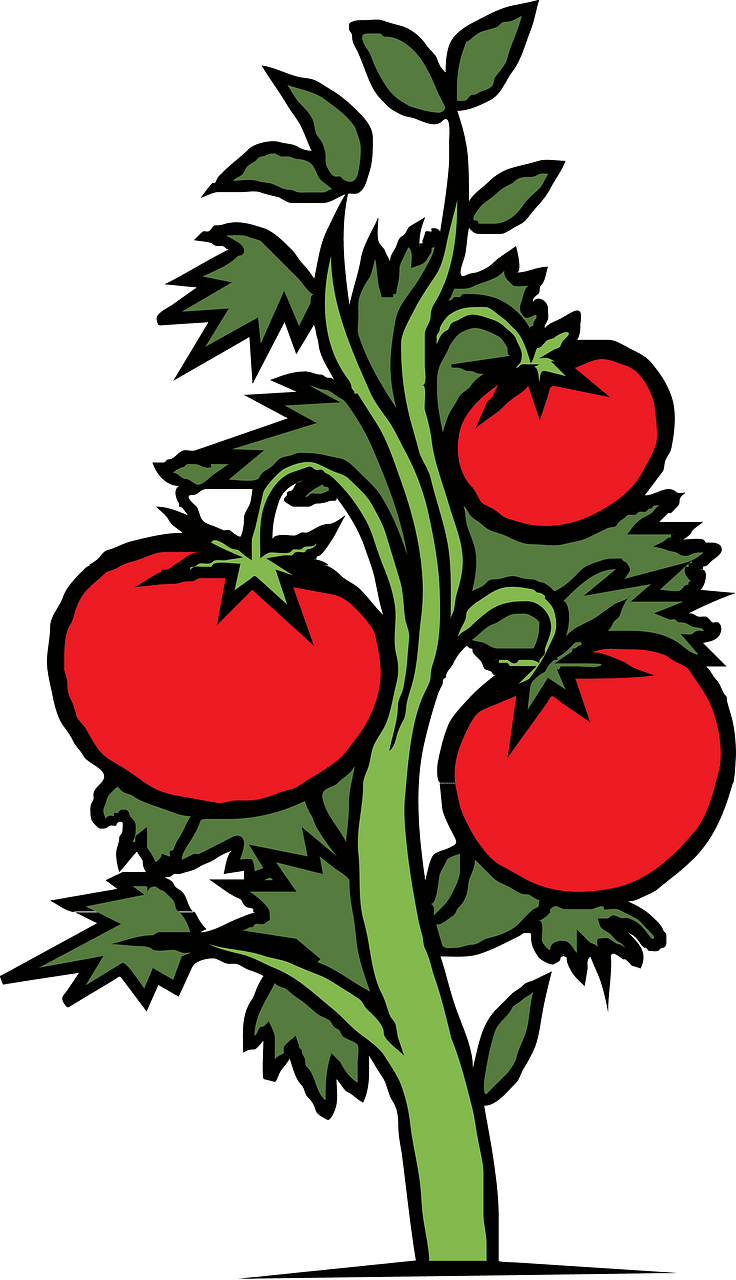 Tomatoes
