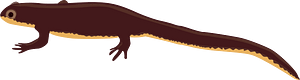 Salamander