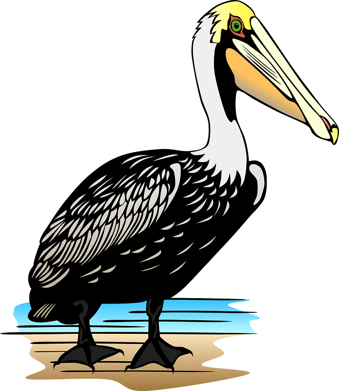 Pelican