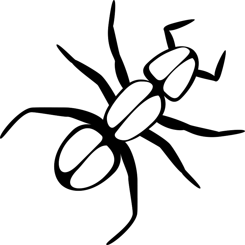 Ant