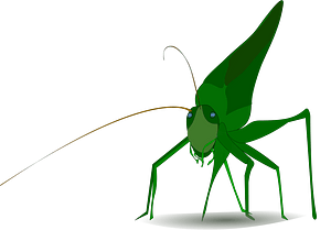 Grasshopper