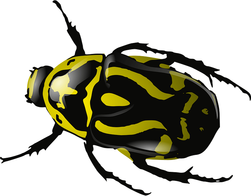 Bug