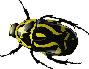 Insecto